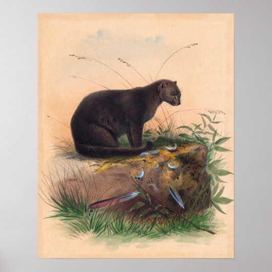 Poster Le chat de Yaguarundi par Joseph Wolf (Devant)