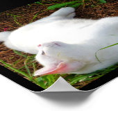 Poster Le Chat et la mouche (Coin)
