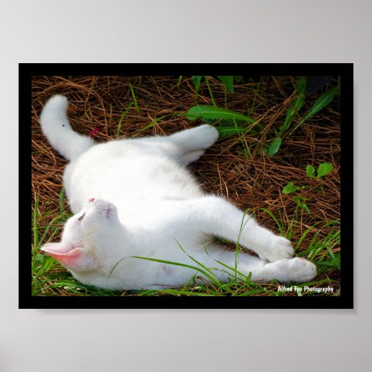 Poster Le Chat et la mouche (Devant)