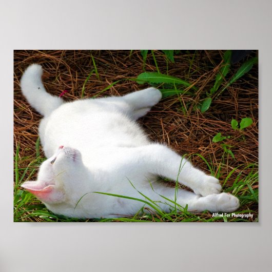 Poster Le Chat et la mouche (Devant)