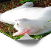 Poster Le Chat et la mouche (Coin)
