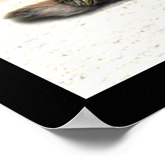 Poster Le chat nordique n'est pas amusé (Coin)