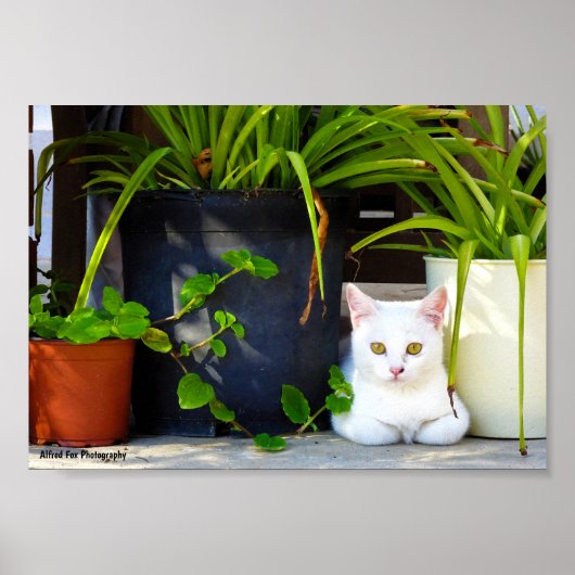 Poster Le Chat Parmi les Plantes (Devant)