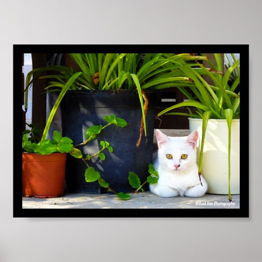 Poster Le Chat Parmi les Plantes (Devant)