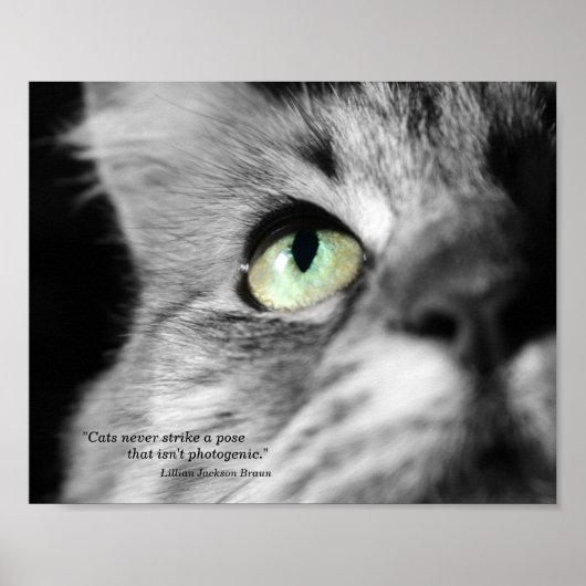 Poster Le chat photogénique (Devant)