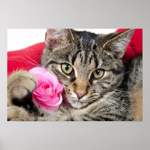 Poster Le chat tigré mignon avec s'est levé