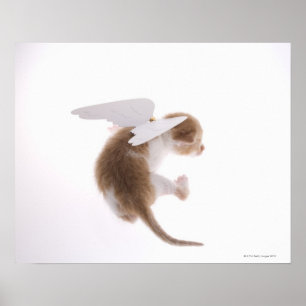 Poster Le chaton avec des ailes d'ange a attaché au dos,