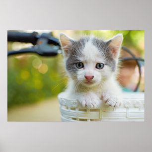 Poster Le chaton monte un vélo