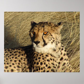 Poster Le Cheetah