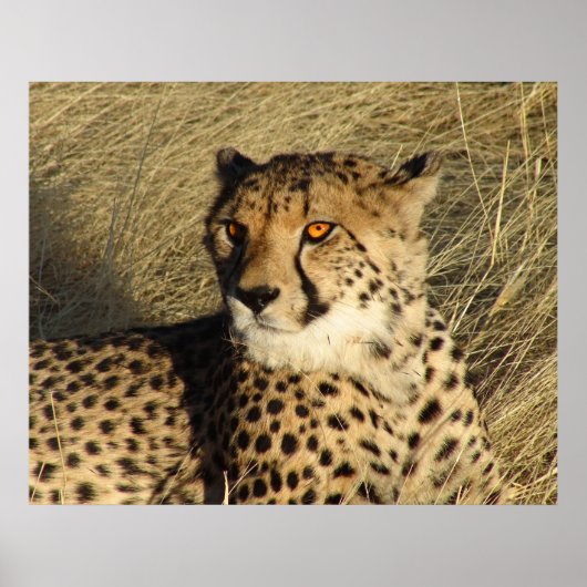 Poster Le Cheetah (Devant)