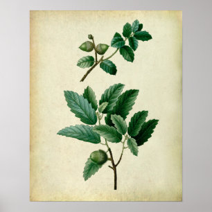 Poster Le chêne laisse le décor de mur de ferme de l'art