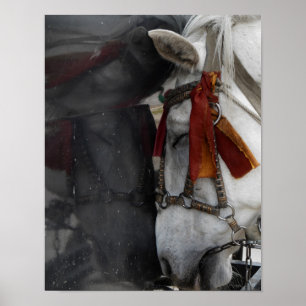 Poster Le cheval de transport et sa réflexion