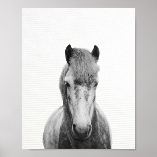 Poster Le cheval gris, noir et blanc photo (Devant)