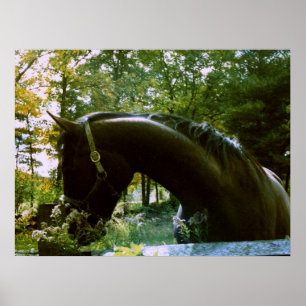 Poster Le Cheval timide