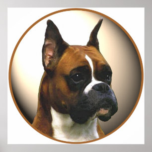 Poster Le chien de boxe