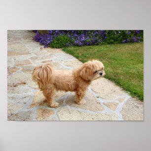 Poster Le chien de Lhassa Apso dans le jardin