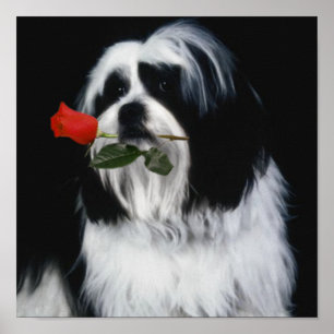 Poster Le chien de Shih Tzu