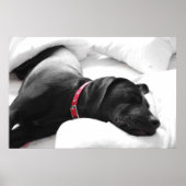 Poster Le chien endormi (Devant)