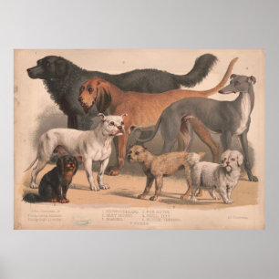 Poster Le chien vintage multiplie l'illustration (1874)