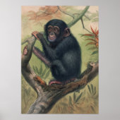 Poster Le chimpanzé de Joseph Wolf (Devant)