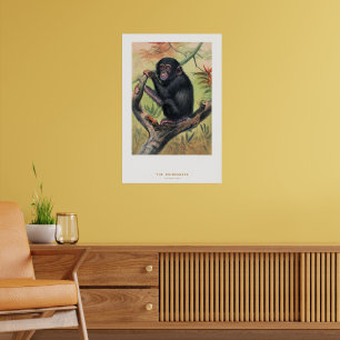 Poster Le Chimpanzé, Esquisses Zoologiques,