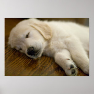 Poster Le chiot de golden retriever prend un petit somme