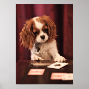 Poster Le chiot joue aux cartes