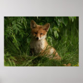Poster Le chou renard dans une forêt verte (Devant)
