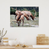 Poster Le club Elks (Cuisine)