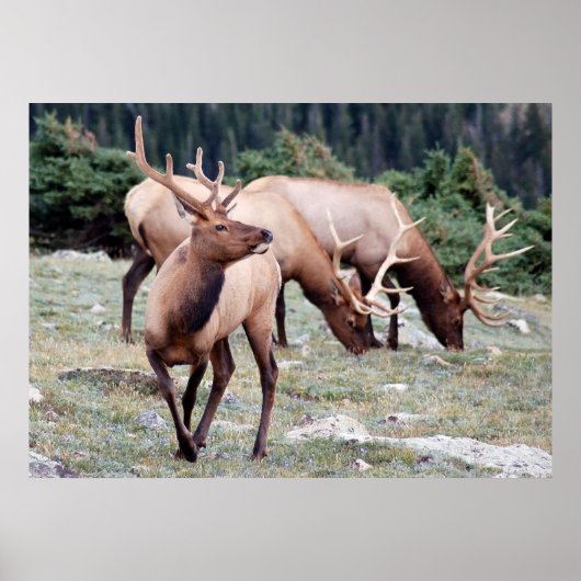 Poster Le club Elks (Devant)