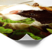 Poster Le cochon de Guinée dans les fleurs (Coin)