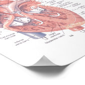 Poster Le coeur humain (Coin)