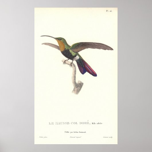 Poster Le colibri Aurulent de René Primevere Leçon (Devant)