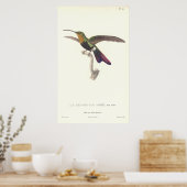 Poster Le colibri Aurulent de René Primevere Leçon (Cuisine)