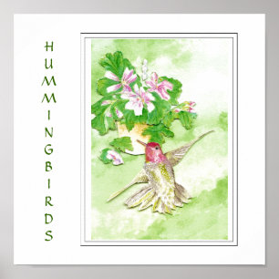Poster Le colibri d'Anna d'aquarelle - copie d'oiseau