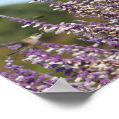 Poster Le colibri d'un Plante mexicain tire du nectar (Coin)