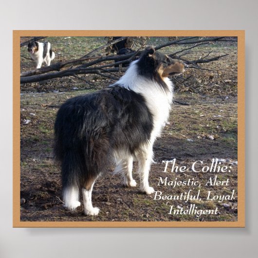Poster Le Collie : (Devant)
