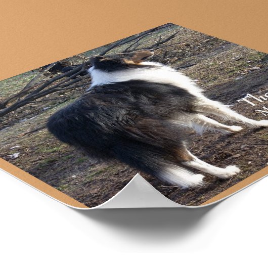 Poster Le Collie : (Coin)