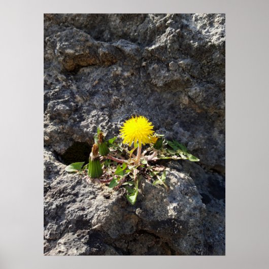 Poster Le combattant, les pandelions sur le rocher (Devant)