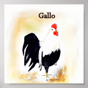Poster Le coq italien Gallo