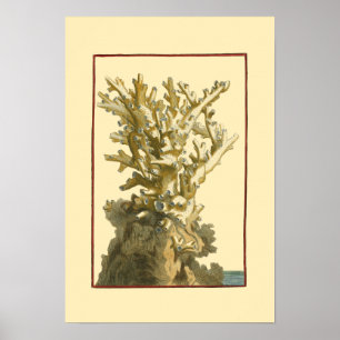 Poster Le corail de la mer