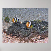 Poster Le corégone de Clarke (Devant)