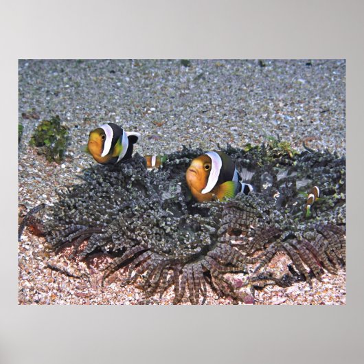 Poster Le corégone de Clarke (Devant)