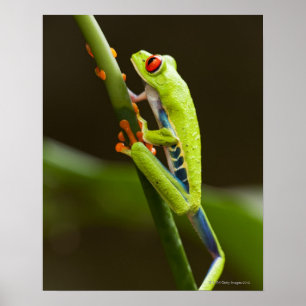 Poster Le Costa Rica, Monteverde, grenouille d'arbre aux