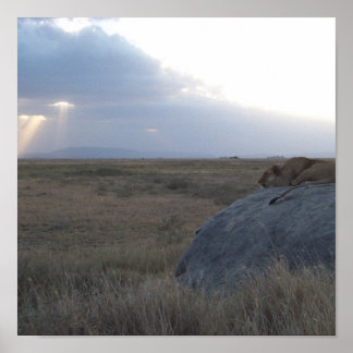 Poster Le coucher de soleil de la lionne