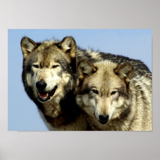 Poster Le couple Alpha Wolf