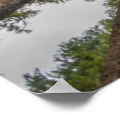 Poster Le couvert forestier de Douglas (Coin)