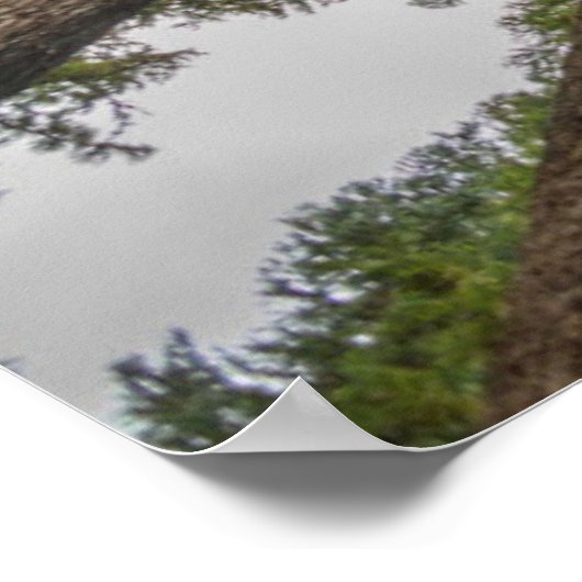 Poster Le couvert forestier de Douglas (Coin)