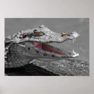 Poster Le crocodile souriant et les mouches