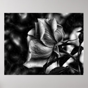 Poster le croquis de s'est levé dans noir et le blanc